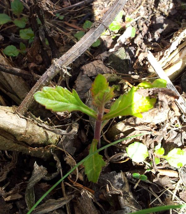 De Verbena bonariensis heeft tòch de winter overleefd! ( -21 )