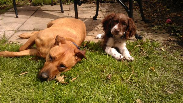 My gorgeous doggys :-)