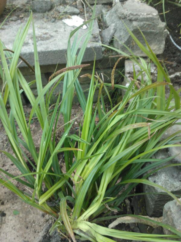 Janebfc's tweet image. Gardening tweepies can you tell me what this is? I&apos;ve never had space for ornamental grasses etc #limitedknowledge