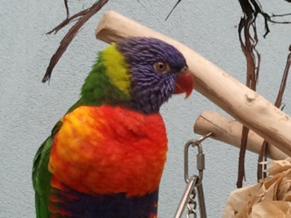 KsScienceFair's tweet image. Projects set up and ready to go!  Seeing some pretty birds at the national aviary.