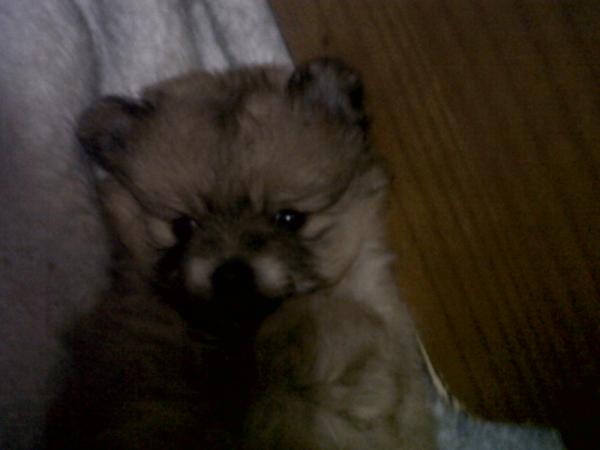 AroaMas's tweet photo. Mola http://t.co/1DecJzzW