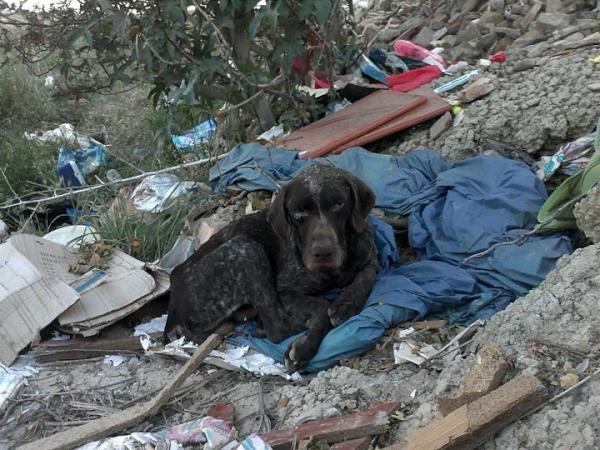 ColaboraSevilla's tweet photo. @ColaboraSevilla foto del #braco en #adopción http://t.co/2Fs5KgOV
