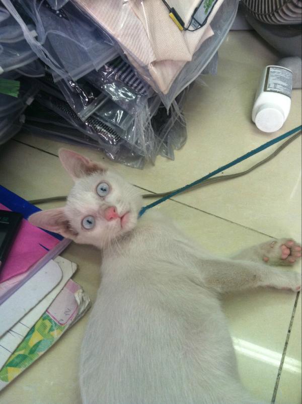 L_Edson's tweet photo. Happened upon an albino kitty in Hanoi, Vietnam. #treymcintyre http://t.co/br6ZXMJW