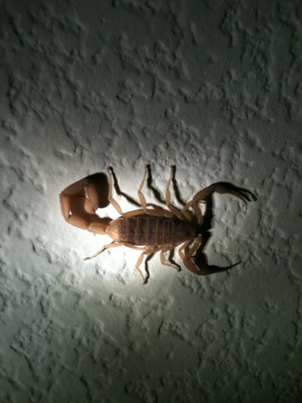 TFTwealthsystem's tweet photo. “@ThatFreeThing4: Gross!!! Summer in AZ. Look at what was in my living room!! Ahhhhh!! http://t.co/PJ96do6Z”