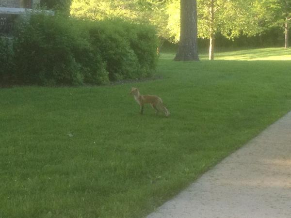 KAS253's tweet image. The Judson Avenue fox has done a nice job on reducing the excess rabbit population.
