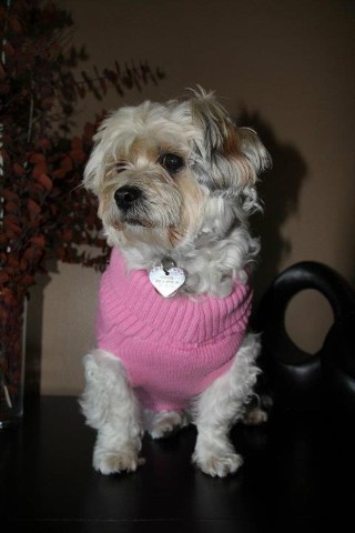 My latest look. Hope u like it! #cute #dogs