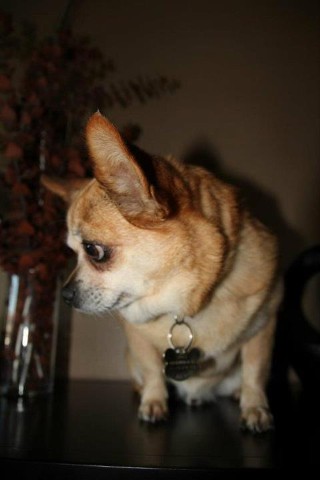 My brother spike was looking at the treats!