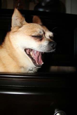I'm sleepy! #dogs