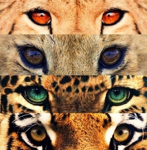jp_project's tweet photo. What a beautiful wildlife we have!... and we are destroying it http://t.co/k8EXlb8o