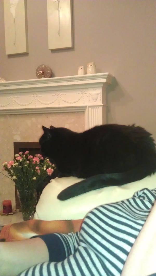 Pissed off... No room for me on the sofa have to sit on the arm!!!! #nothappy.com