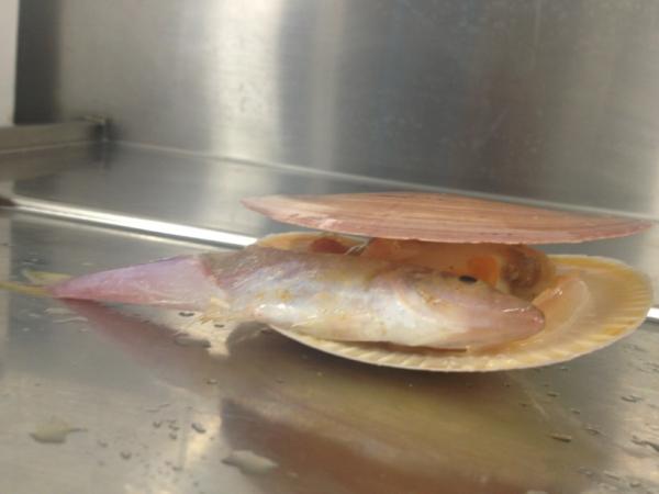 Beautiful live rottnest island scallops getting their last feed <a href="/Vuedemonde/">Vue de monde</a>