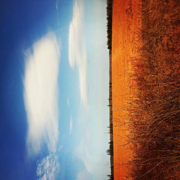 PEI Scene tweet media