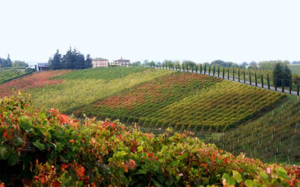Cabertivini's tweet photo. Follow us!Become a fan of our #facebook page! #wine #vino #lambrusco #agriturismo #spumanti #turismo #vigna #winery http://t.co/DZ4xleg6