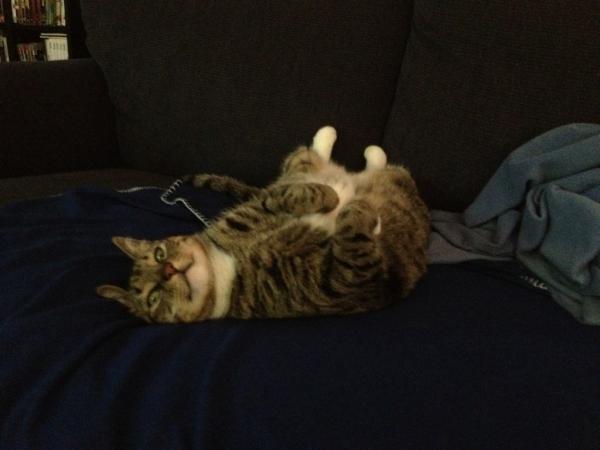 nc_homer's tweet image. Another day, another day inside. #insidecat #sigh