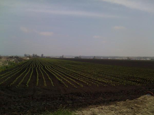 hollandmarsh's tweet photo. It's a beautiful day in the neighbourhood - after 75 millimeters of rain. Crops fine. Adding rice as new item. http://t.co/jaZIfdPB