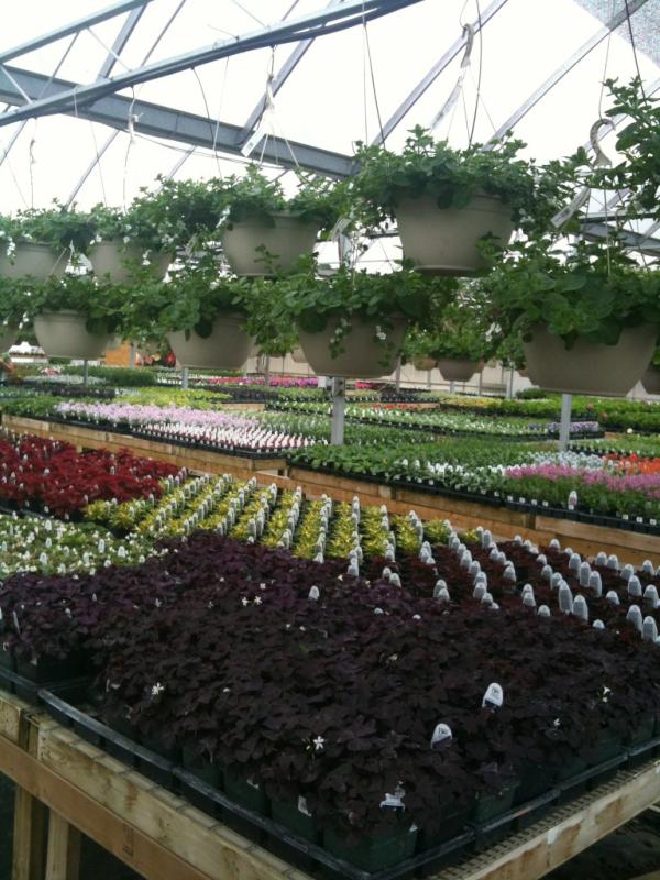 We are hoping to see many of our fantastic customers out this weekend to see what we're growing. Here's a sneak peak