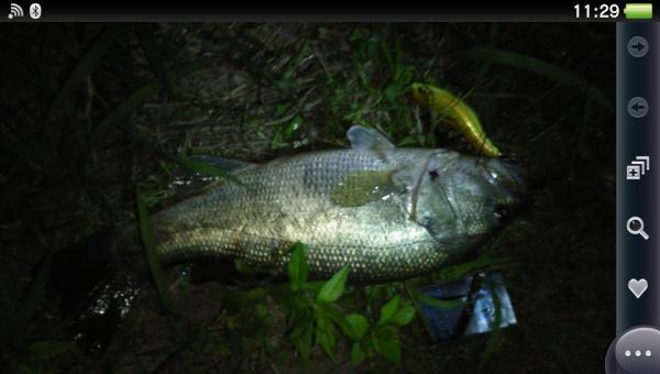 藤本 勇樹 Turibaka Twitter