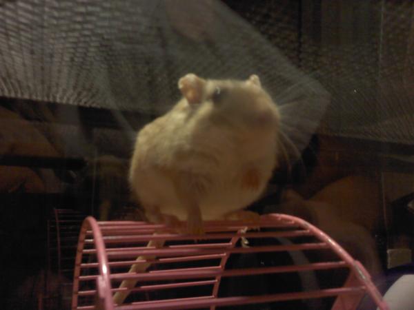 podgorskC's tweet image. Just a normal day of my gerbil trying to escape. #rodentproblems