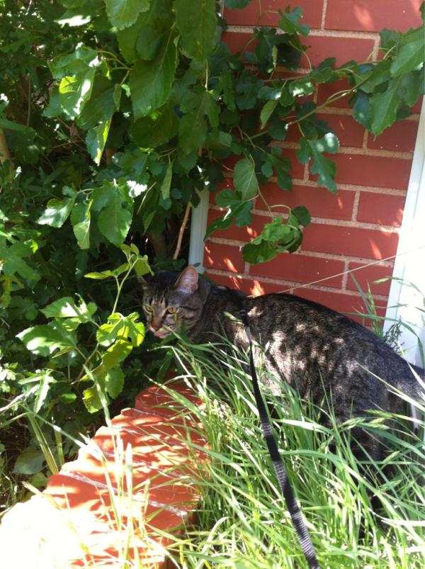 KittyAdventure's tweet photo. Enjoying my outside time:) http://t.co/3CUoAVGl