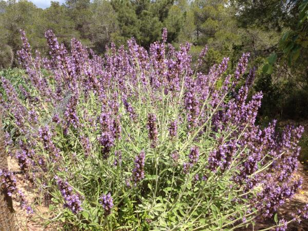 Si el año que viene celebras el día de la madre en Mar de Fulles, nosotros ponemos las flores