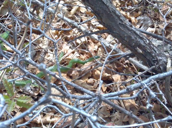 lukecaudillomma's tweet photo. Can you see the snake?  Came across it shooting my bow! @GetOuttaBounds @Manny22C @brentslaughter @Cabelas #notcool http://t.co/6RJXRMra