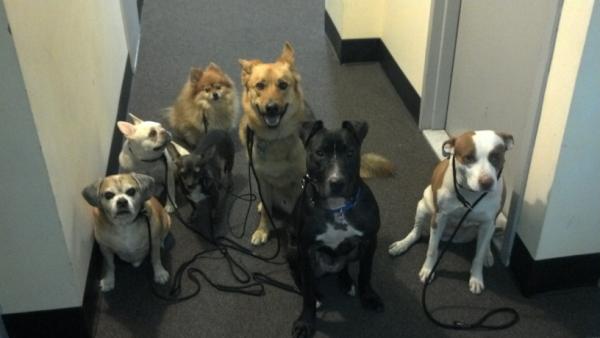 DreamComeTrueK9's tweet image. What a #pack.  As i lock the door and press for the elevator, i turn around and see this. #BalancedDogs