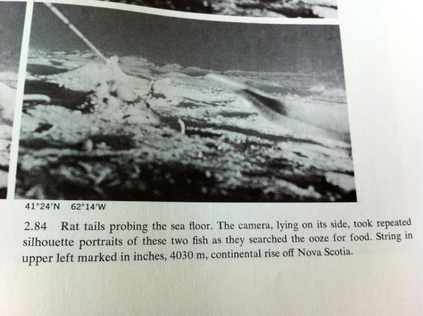 The fish is called rat tail and it looks for food in the ooze (aka deep sea sediment).