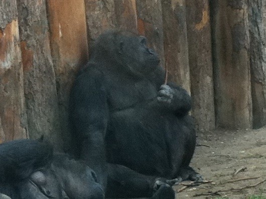 _TheSwordsman_'s tweet photo. @WillGShore Zoo club Budapest division. #zooclub http://t.co/1HK4IvMN