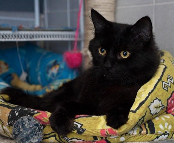 pers_help's tweet image. "Перс-Экзот Команда" Ищет дом для кота Коррадо! Ему 2 года, вакцинирован, здоров. Спокойный, уживается с собаками!