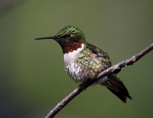 Wisconsin DNR tweet media