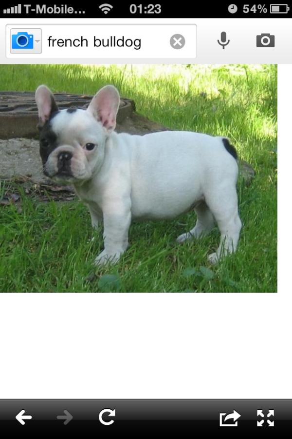 rhiannasmithyy's tweet photo. Want this puppy so badly. I would call him pedro. http://t.co/LNup4Clu
