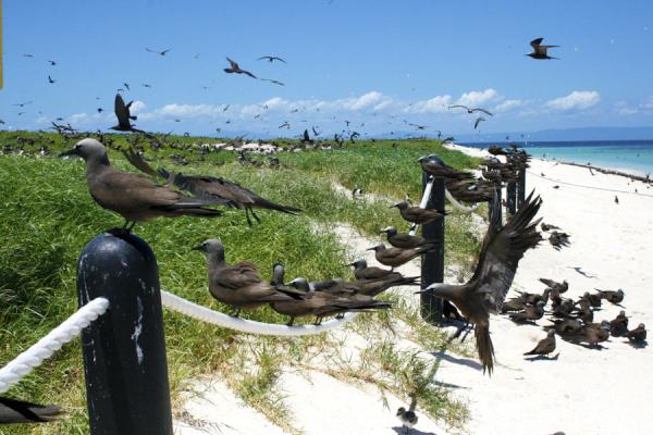 Michaelmas Cay #Australia #Cairns #Greatbarrierreef