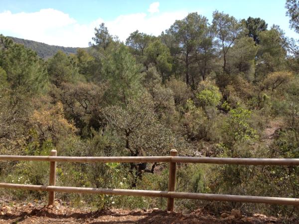 Precisamente ahora es "otoño" en Espadán" los alcornoques renuevan sus hojas regalándonos bonitos paisajes.