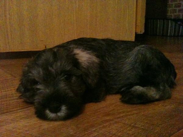 Marabuska's tweet image. У нас новый член семьи)) Юджин))