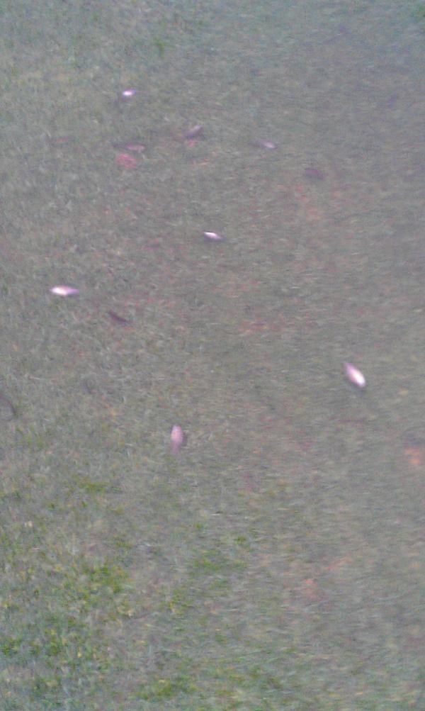 ABirdiesEyeView's tweet photo. This is a first...fish swimming across #9 fairway. The pond overflowed with all this rain. http://t.co/M0t9nnW9