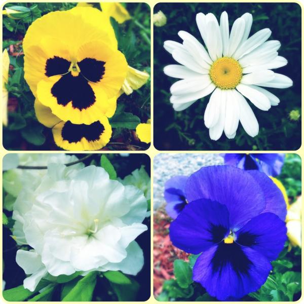 Hey beloved followers, would you like to see some spring related pictures every day? I'd love to share my RI blooms.