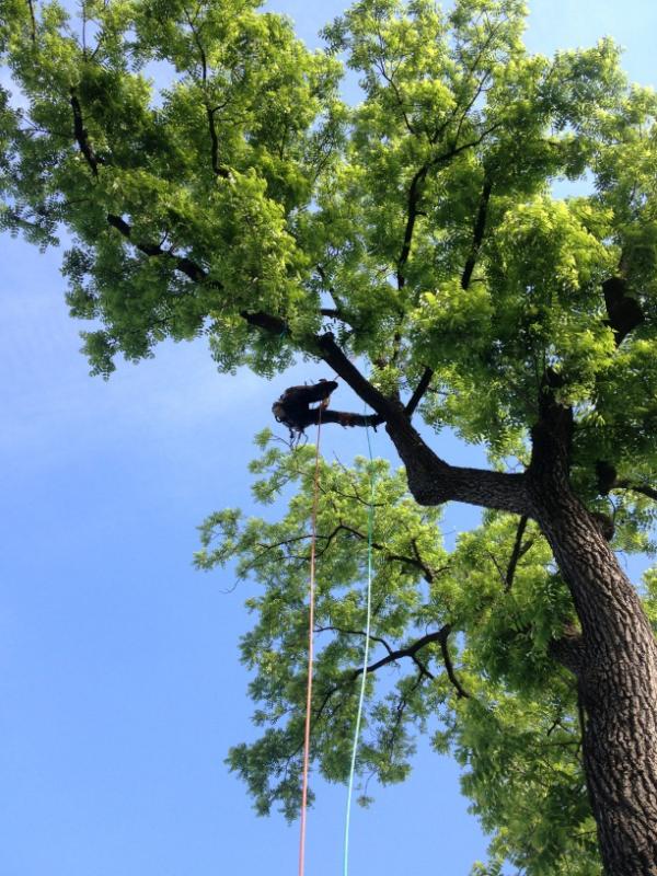 ArborManagement tweet picture