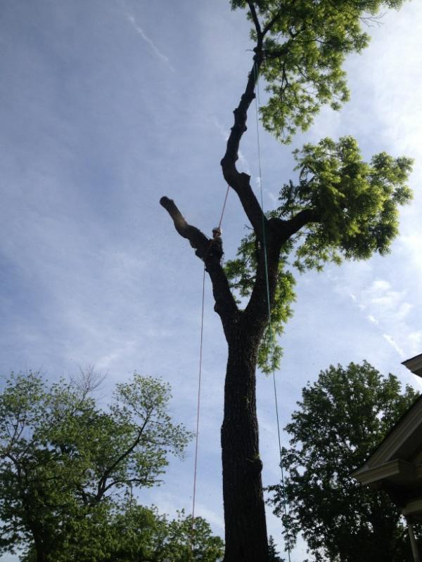 ArborManagement tweet picture