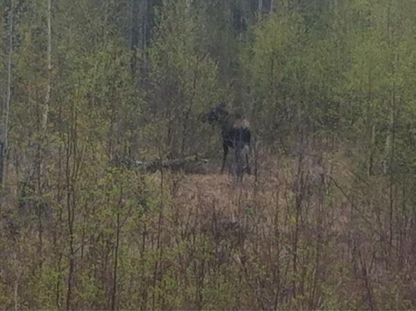 Moose!