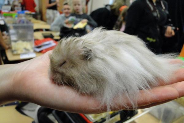 GarageProblems's tweet image. Hold me closer tiny...!!! :-) @ellenleserman @CaRamblings @KimMSuchy @GarageProblems