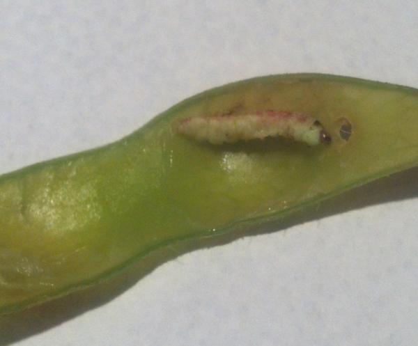 jchiliii's tweet image. Soo look what I found inside an edamame that me and @annettefetter have been devouring #Larva #disgusted #nevereating