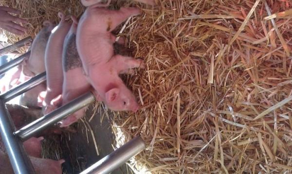 RivalProblems's tweet image. Fresh bacon coming soon!!!!!!
#casasfinest