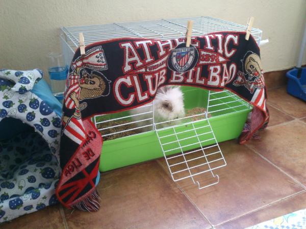 begoluque's tweet photo. floppy a adornado su casita del athletic http://t.co/7HZfmERw