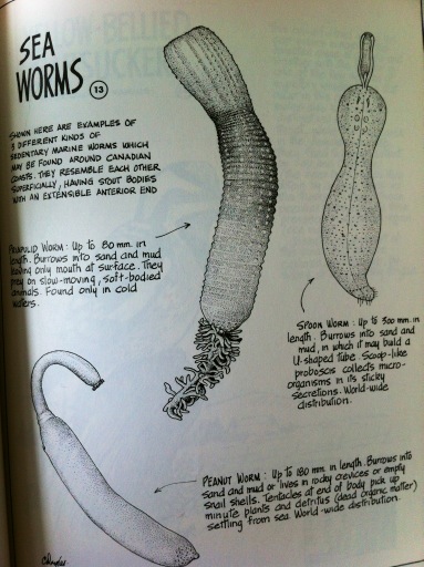 Sea worms of the day. The spoon worm looks more like a peanut worm than the actual peanut worm.