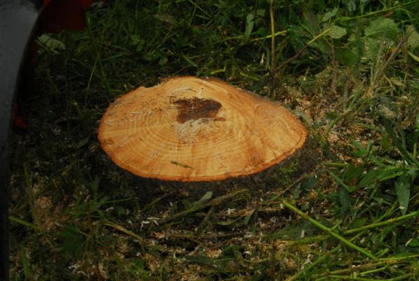 A tree stump about to be ground down below the surface with a McCormick by Woods Stump Grinder. Results next tweet.
