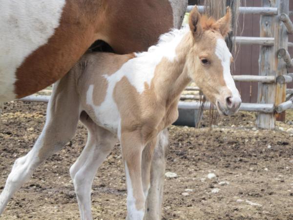 Diamond D Ranch tweet media