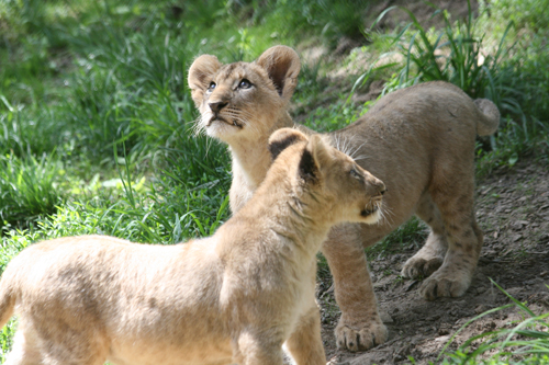 stlzoo's tweet photo. Look who came out to play today for the first time! http://t.co/jgqXmyr7