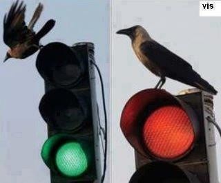 Common Hyderabadis should learn some Traffic rule from this 'bird' !!

#TrafficRuleAwareness