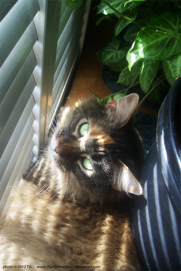 Embedded image permalink