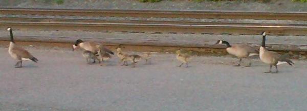 Driptrat's tweet photo. The baby geese are back! http://t.co/BT0tjAB2
